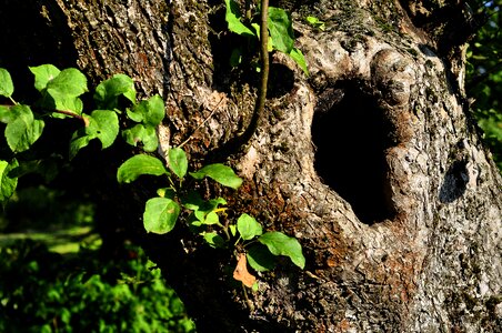 Hollow tree the bark