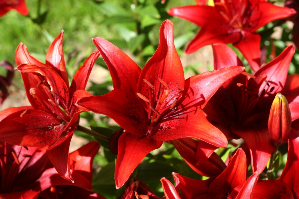 Flower fragrance nature