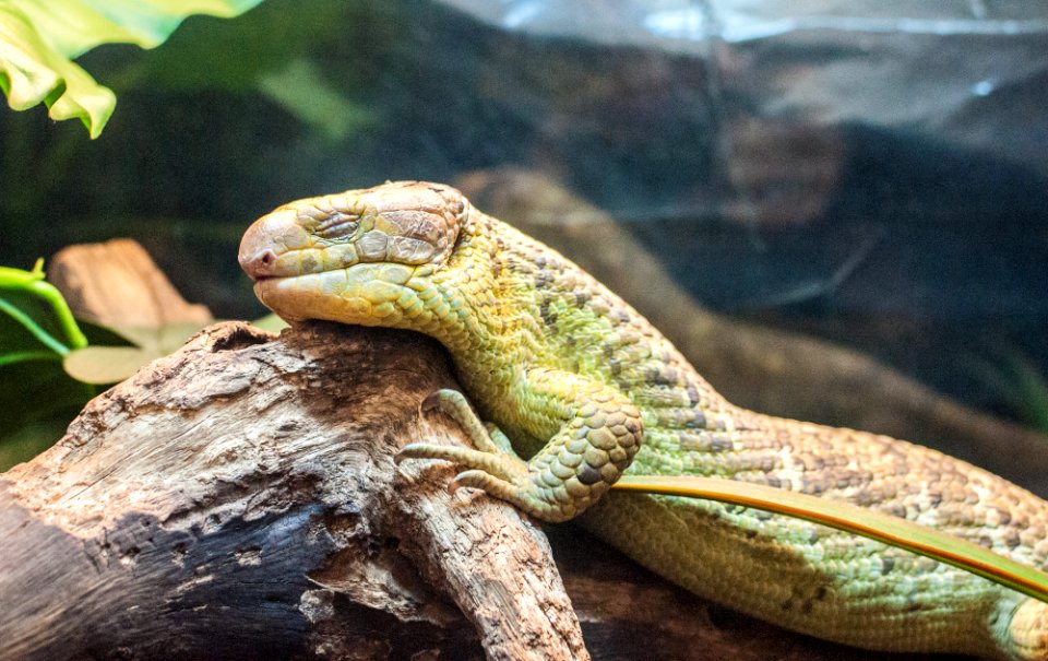 Reptil in São Paulo Zoo 2