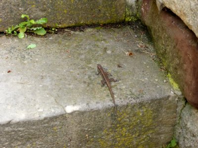 Reptil-1-2016-06-03