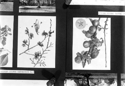 Reproducties, bosbouw, wilde appel, malus pumila mill., veldiep, ulmus campestri, Bestanddeelnr 253-6999