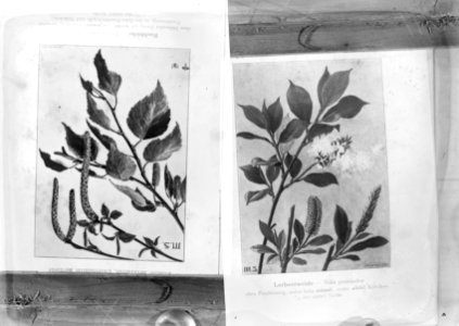 Reproducties, bosbouw, loofbomen, betula pubescens, salix pentandra, Bestanddeelnr 253-7043