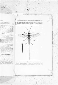 Reproducties, insecten, Bestanddeelnr 253-7164