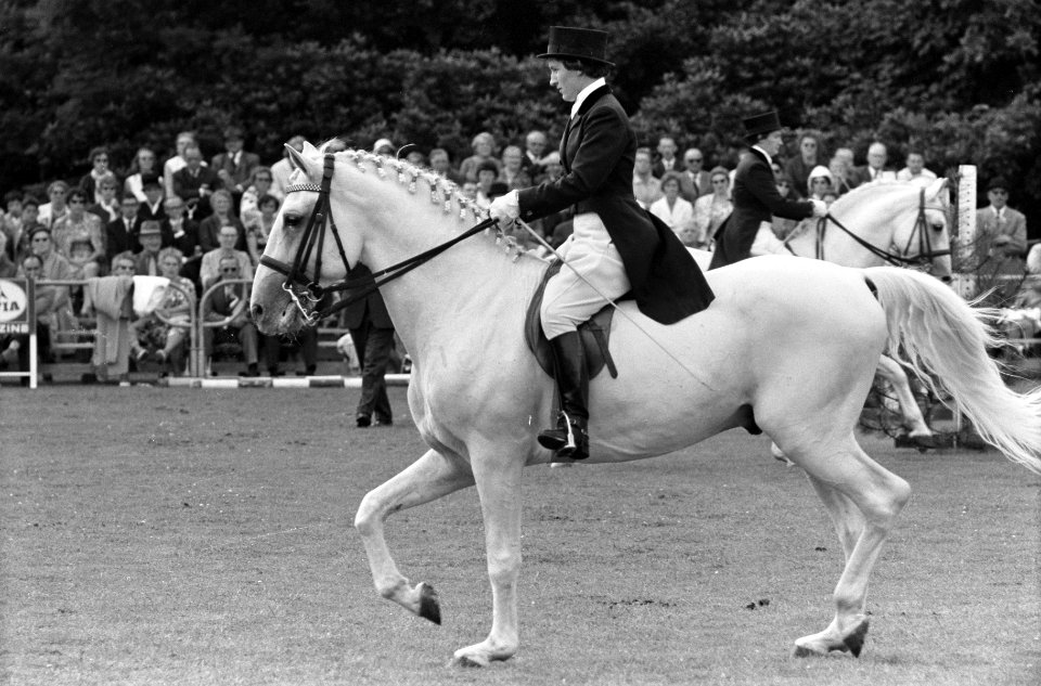 Reportage Concours Hippique Zandpoort, Bestanddeelnr 914-1781
