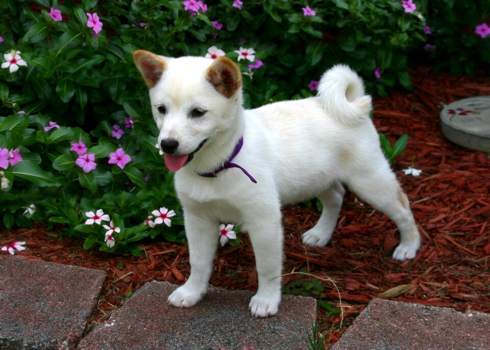 Japanese cute animal