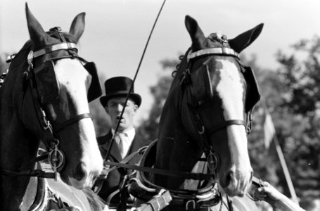 Reportage Concours Hippique Zandpoort, Bestanddeelnr 914-1776