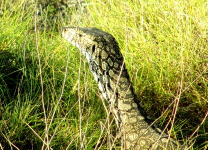 Reptile près d'Exmouth