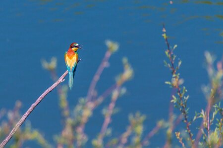 Plumage nature feather photo