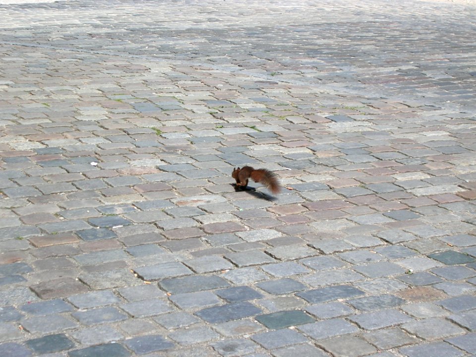 Residenzplatz Eichstätt -red squirrel