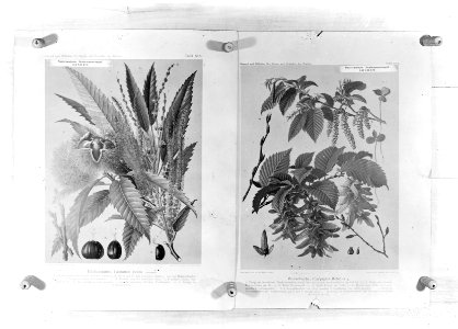 Reproducties, bosbouw, twijgen, carpinus betulus, castanea sativa, Bestanddeelnr 253-7055