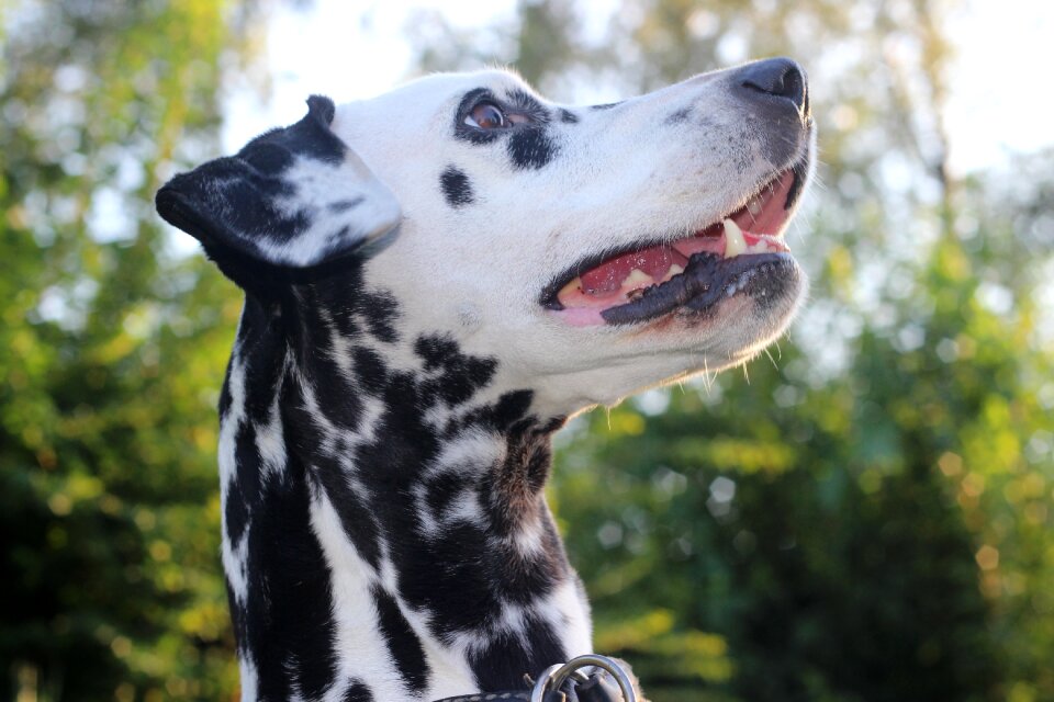 Head animal portrait dog breed
