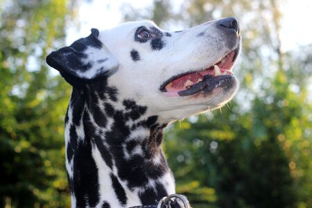 Head animal portrait dog breed
