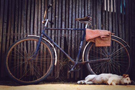 Barn rustic dog