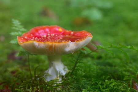 Red fly agaric mushroom toxic moss