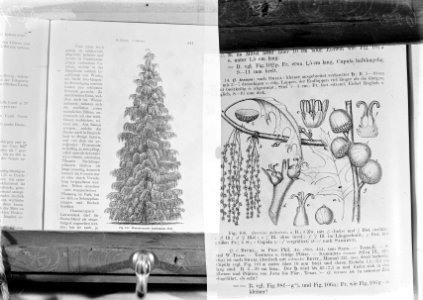 Reproducties, bosbouw, afbeeldingen, chamaecyparis lawsoniana, quercus palustris, Bestanddeelnr 253-7054