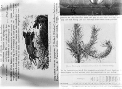 Reproducties, bosbouw, dieren, dennenlotrups, veenmol, Bestanddeelnr 253-7210