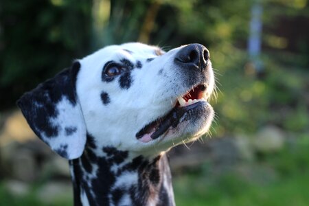 Head animal portrait dog breed