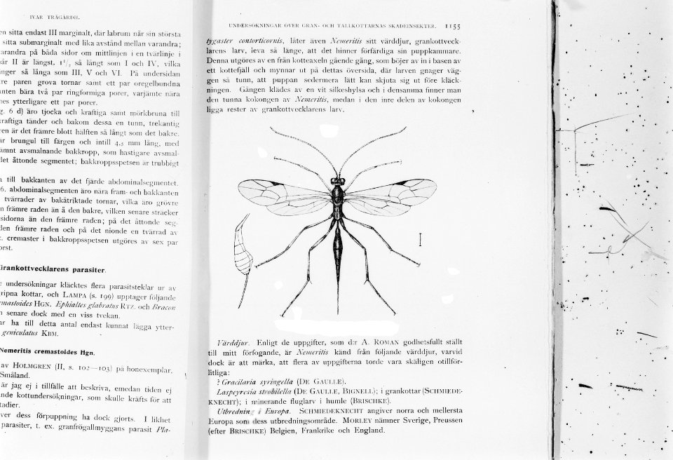 Reproducties, insecten, Bestanddeelnr 253-7165
