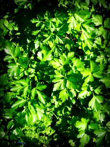 Ingredient herbal fresh