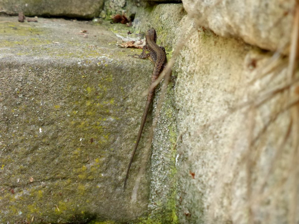 Reptil-2-2016-06-03