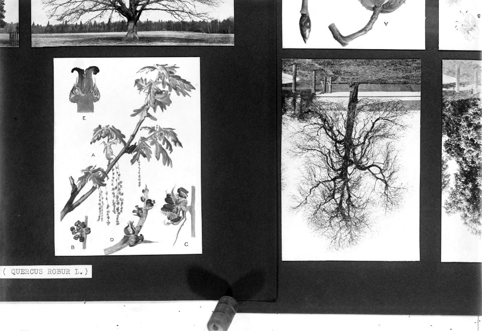 Reproducties, bosbouw, quercus robur l., Bestanddeelnr 253-6992