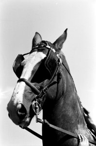 Reportage Concours Hippique Zandpoort, Bestanddeelnr 914-1783