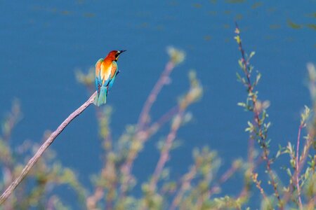 Plumage nature feather photo