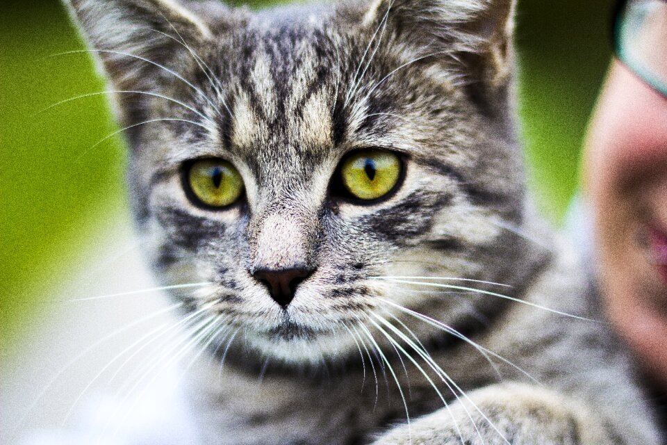 Katzenaugen tierportrait view pet