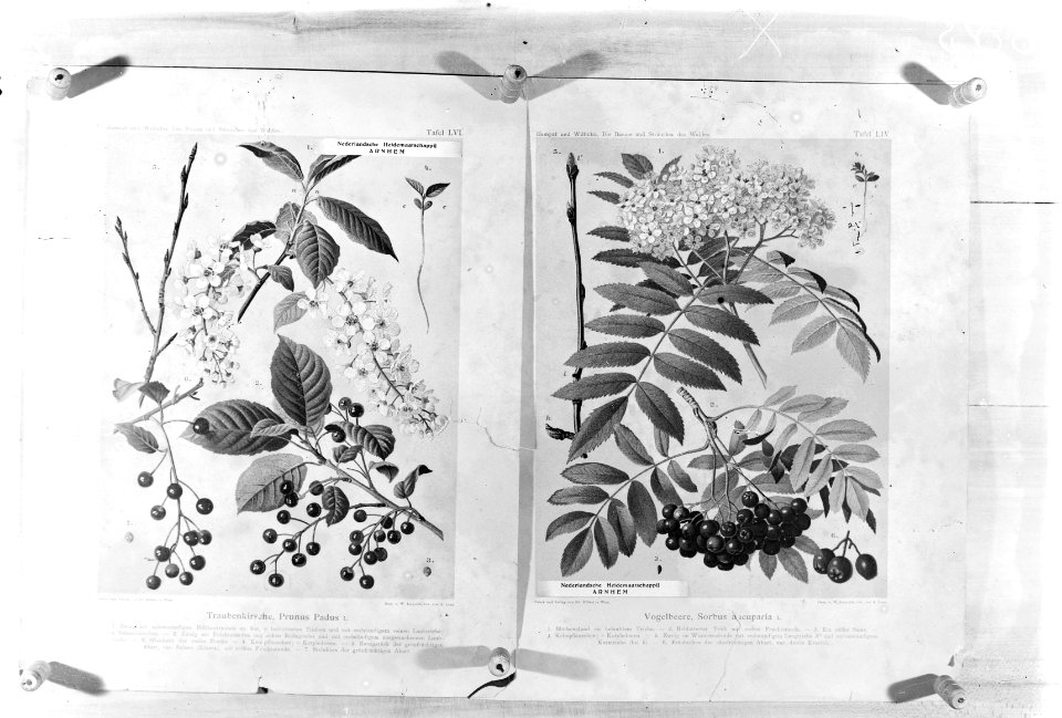 Reproducties, bosbouw, twijgen, sorbus aucuparia, prunus padus, Bestanddeelnr 253-7048