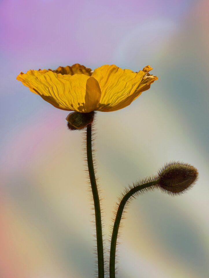 Yellow blossom bloom photo