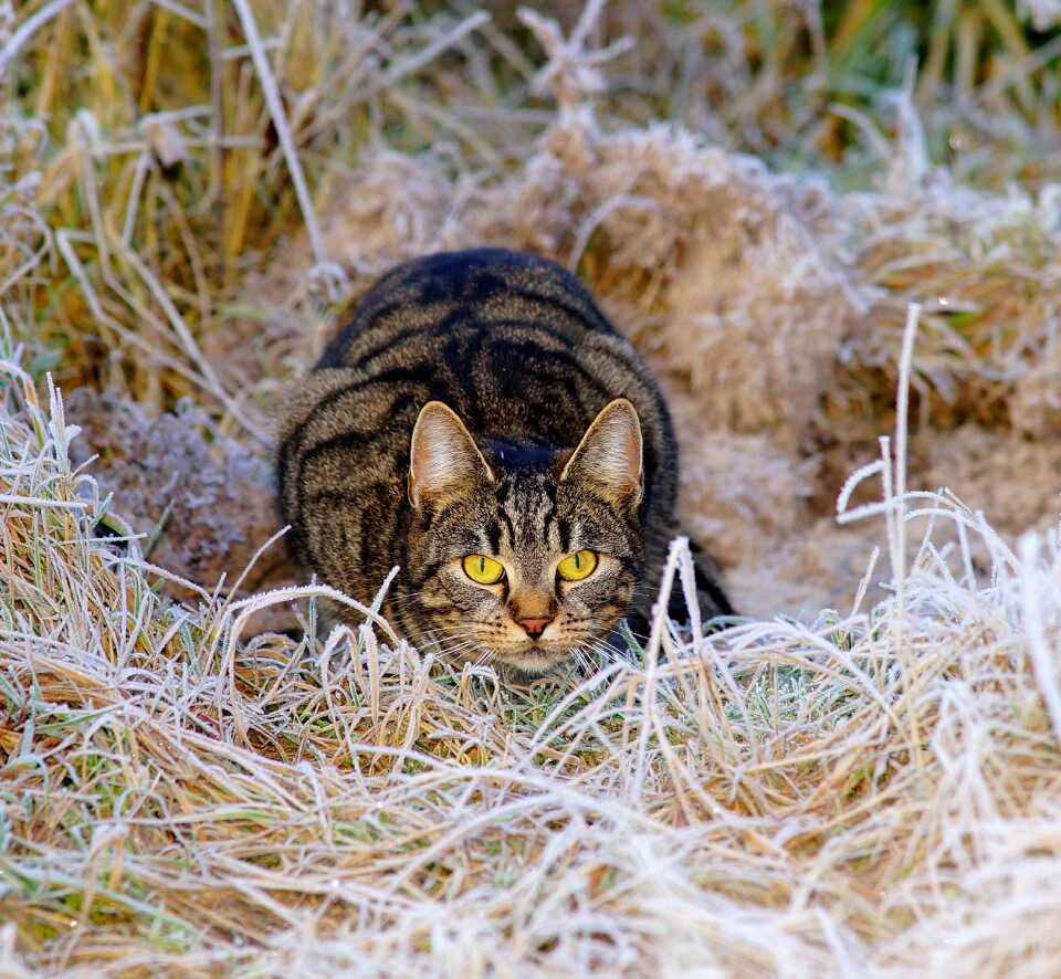 Hunt sneak up on stalk