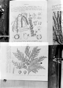 Reproducties, bosbouw, afbeeldingen, chamaecyparis pisifera, italiaanse populier, Bestanddeelnr 253-7052