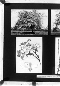 Reproducties, bosbouw, wilde appel, Bestanddeelnr 253-6998