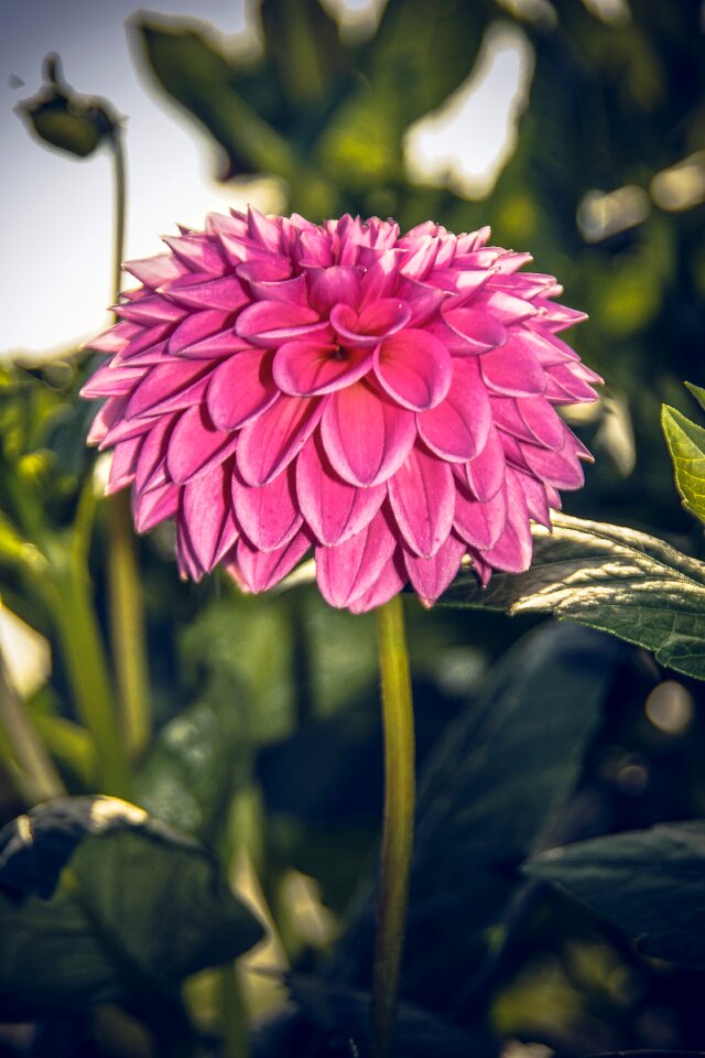 Asteraceae autumn composites
