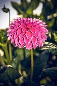 Asteraceae autumn composites