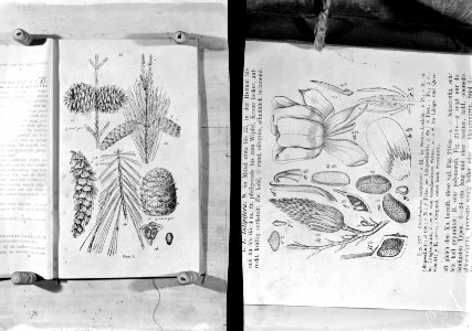 Reproducties, bosbouw, afbeeldingen, larix decidua, larix leptolepis, liriodendr, Bestanddeelnr 253-7050