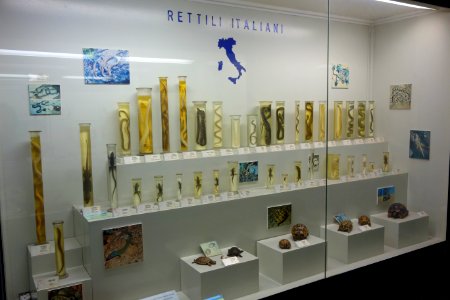 Reptile display - Museo Civico di Storia Naturale Giacomo Doria - Genoa, Italy - DSC03177