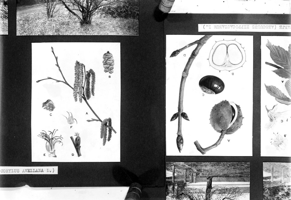 Reproducties, bosbouw, Aesculus Hippocastanum L., Corylus Avellana L., Kastanje, Bestanddeelnr 253-6997