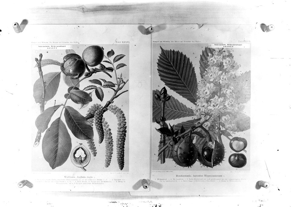 Reproducties, bosbouw, loofbomen, Aesculus Hippocastanum, Juglans Regia, Bestanddeelnr 253-7044