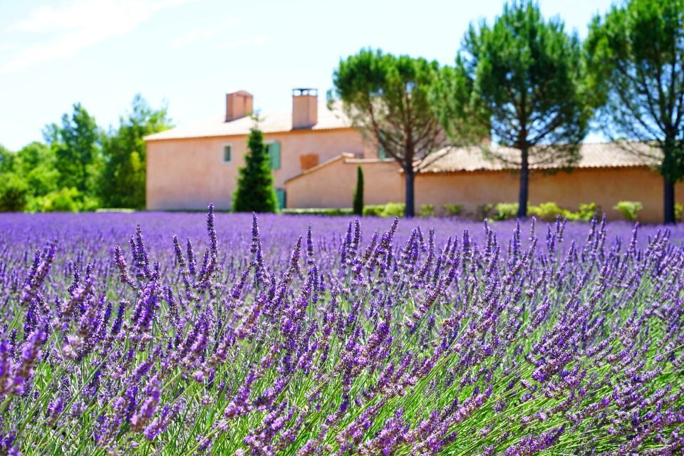 Lavender field lavender flowers blue photo