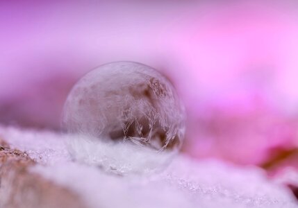 Tender ball frost
