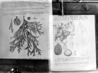 Reproducties, bosbouw, afbeeldingen, chamaecyparis nutkaensis, juglans cineria, Bestanddeelnr 253-7053
