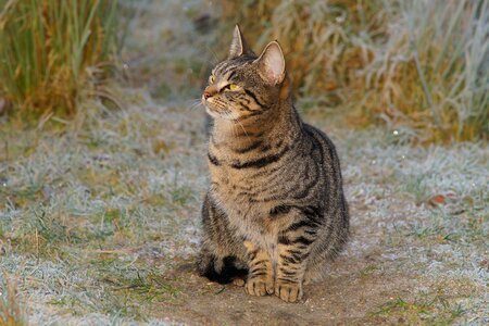 Pasture cute cat mackerel photo