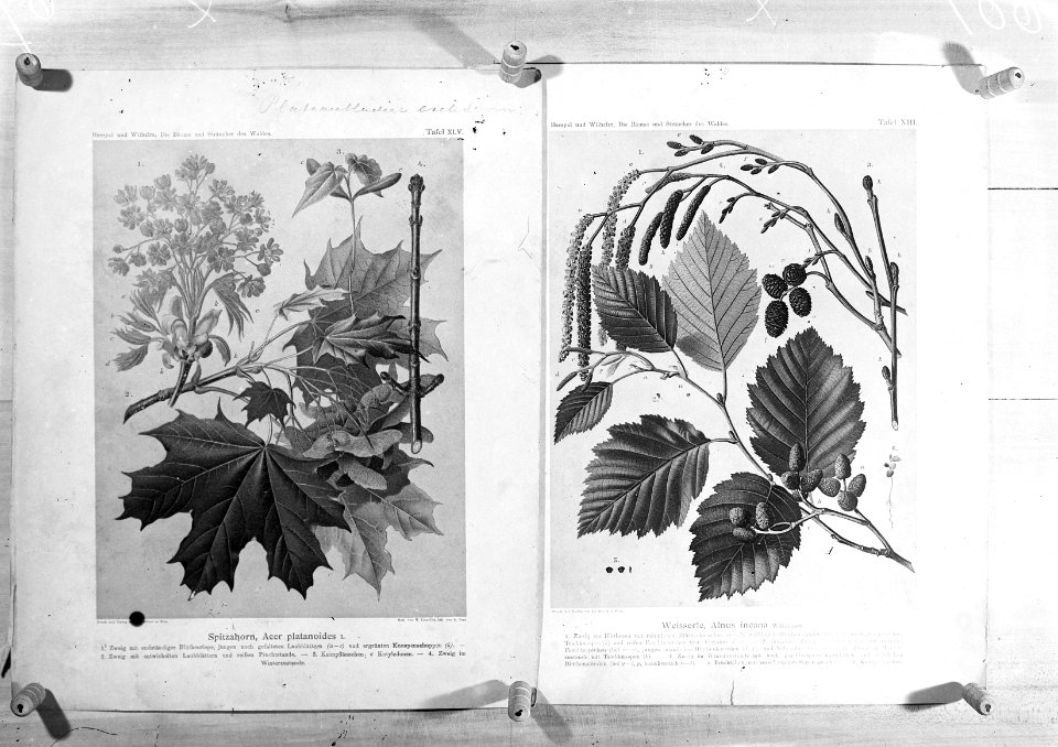 Reproducties, bosbouw, twijgen, alnus incana, acer platanoides, Bestanddeelnr 253-7049