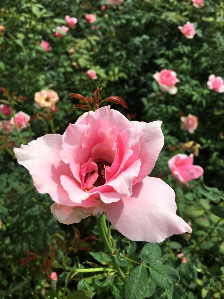 Garden flower love