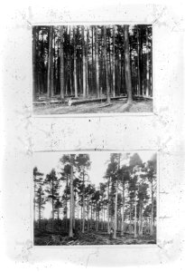 Reproducties, bosbouw, Bestanddeelnr 253-7205