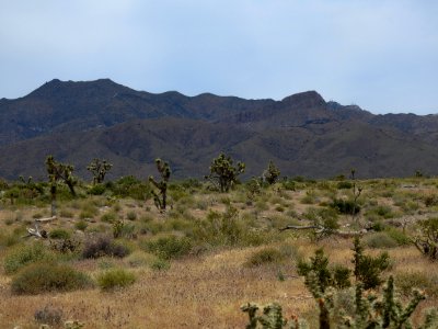 Representative landscape of the Joshua Tree National Natural Monument