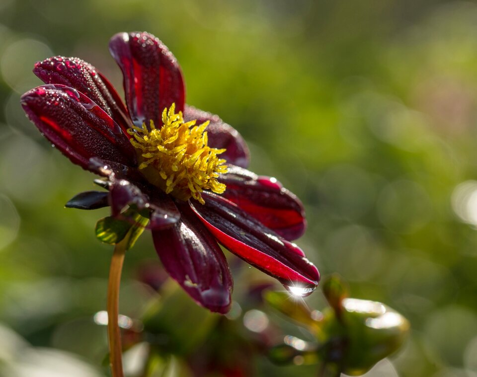 Plant garden red
