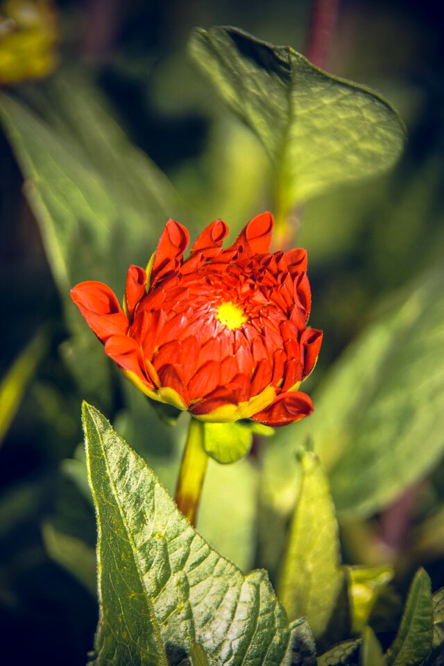 Asteraceae autumn composites
