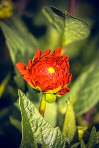 Asteraceae autumn composites